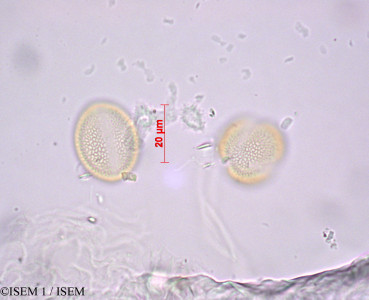 ISEM 1/Capsella_bursa-pastoris_29055/Capsella_bursa-pastoris_29055_0001(copy)_thumb.jpg